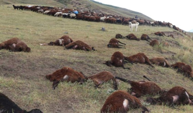 Iğdır'da korkutan manzara!