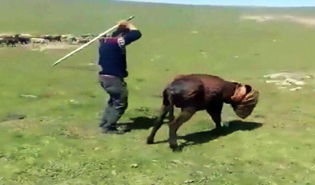Eşeğe sopayla işkence yapan cani gözaltında