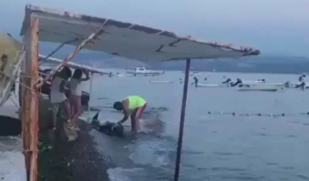 Karaya vuran yunusu doğradı!