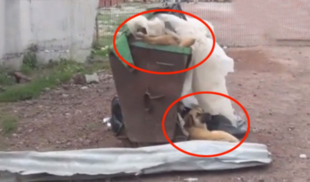 Barınaktaki köpekler açlıktan birbirlerini yiyor!