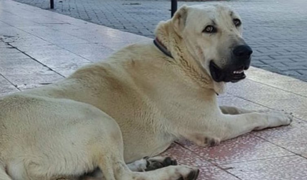 Kayıp köpeği bulan adam karşılığında yavrusunu istedi...