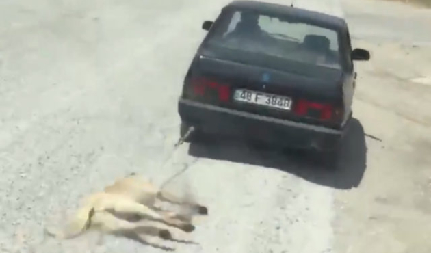 Muğla'da insanlık dışı görüntüler!