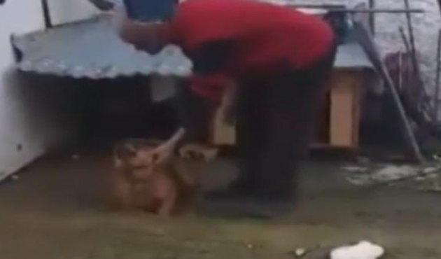 Bu caniyi bulana ödül verilecek! /VİDEO