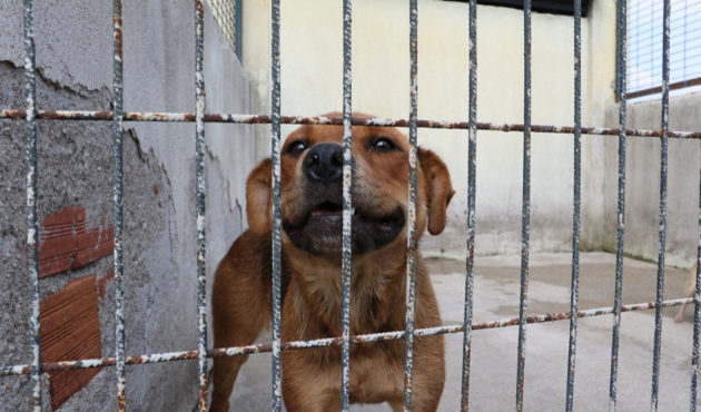 İşkence gören köpek koruma altına alındı!