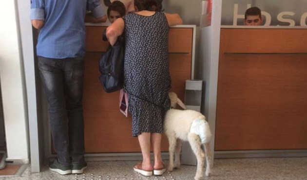 Bankaya kuzu ile geldi!