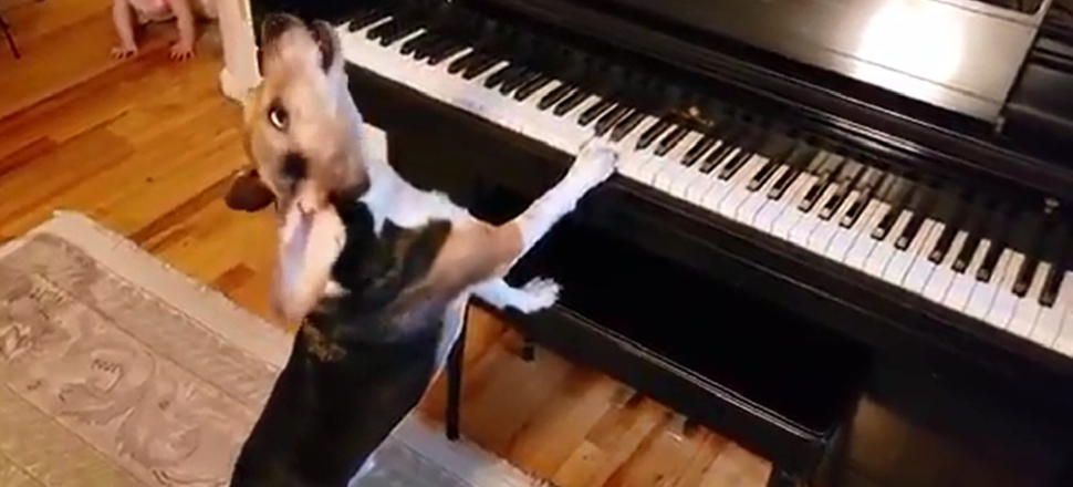 Piyano resitali veren köpek ve ekürisi bebek!