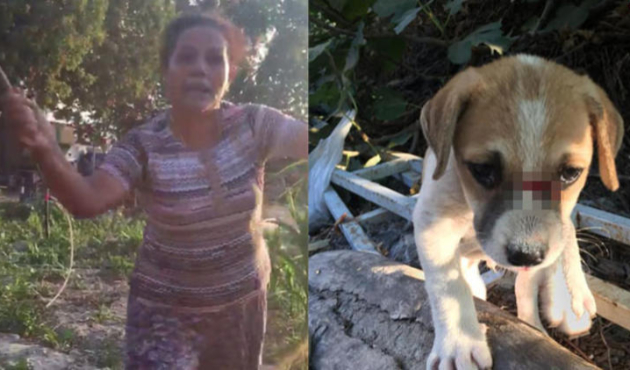 Durmuyorlar! Köpekleri sopayla dövdü...
