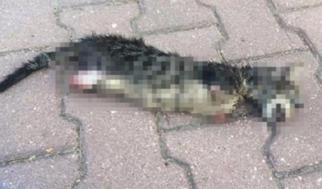 Adana'da dört ayağı kesilmiş kedi bulundu!