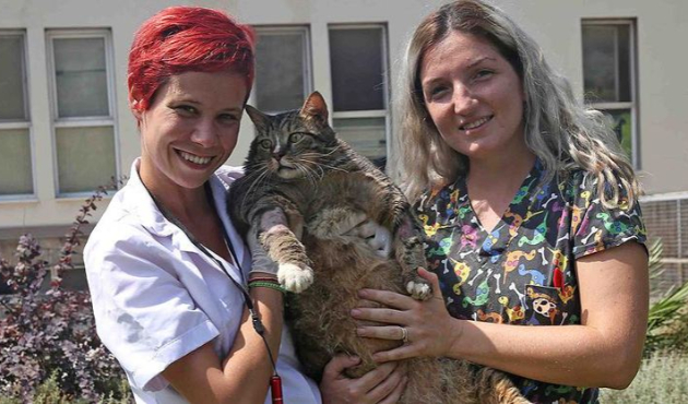 19 kiloluk kedi Taci, diyete başlıyor!