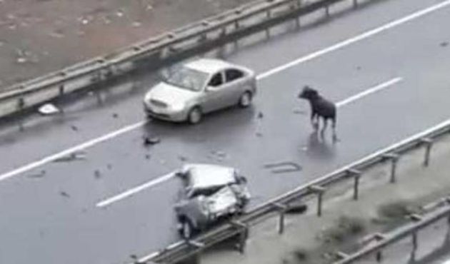 Kaçan kurbanlık trafiği birbirine kattı!