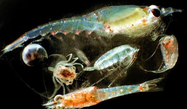 2 yeni zooplankton türü keşfedildi!