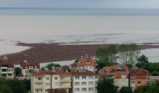 Denize dökülen fındığın değeri dudak uçuklattı!