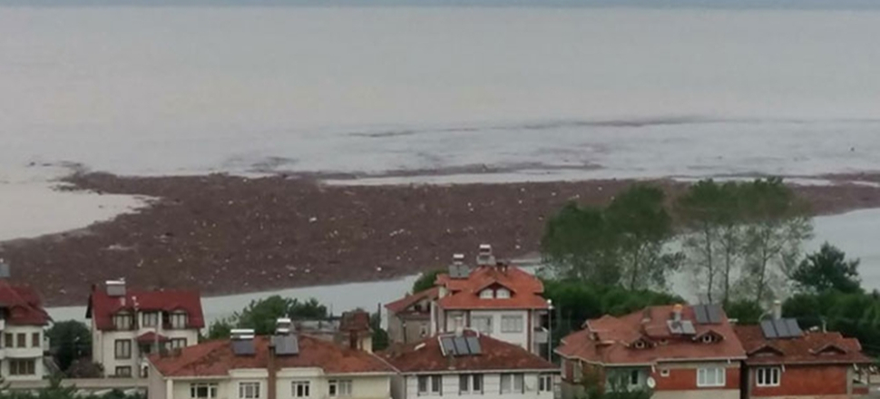 Ordu'da fındık adacığı oluştu!