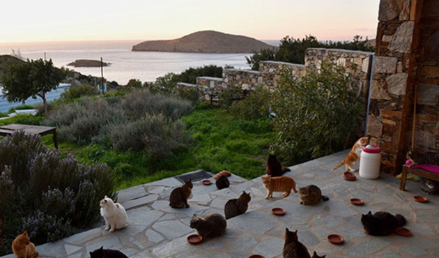 Kedi bakıcılığı ilanına 200 başvuru!