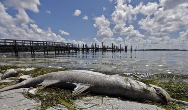 Florida'da "zehirli algler" OHAL ilan ettirdi...