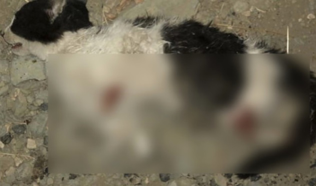 Bursa'da yavru kedi vahşeti!