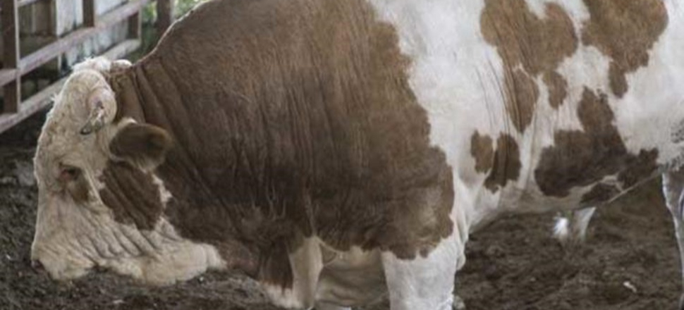 Yeni rekortmen 'Şerif'! Tam 1.8 ton