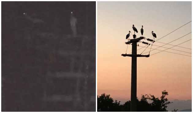 Leylek istilası karanlıkta bıraktı!