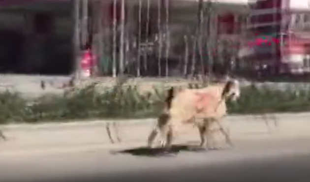Kaçan kurbanlığa otomobil çarptı...