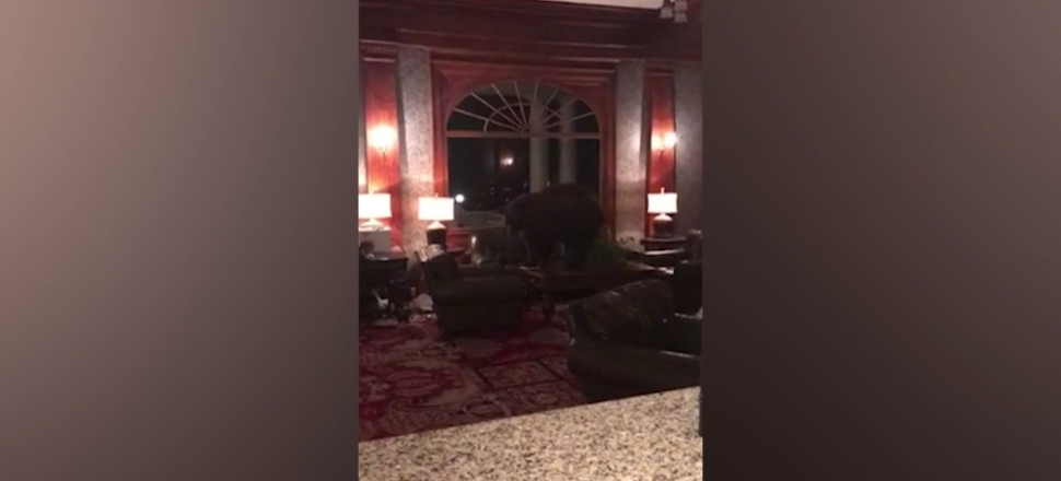 Tarihi otele giren ayı lobide dolaştı!