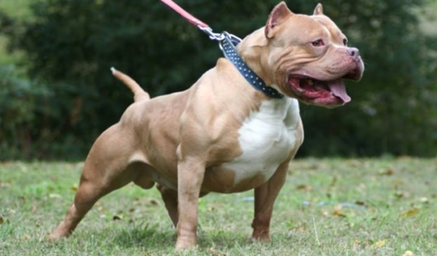 Köpeği, küçük sahibini cinsel istismardan kurtardı!