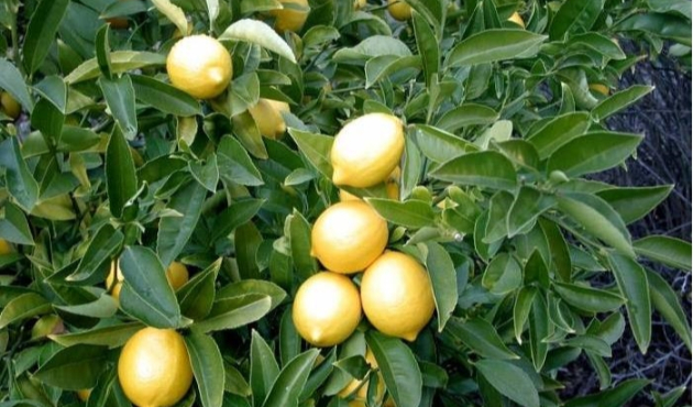 Limon fiyatlarında anlaşılmaz artış!