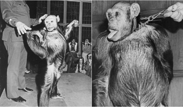 ABD'de öldürülen insan-maymun melezi: Humanzee!