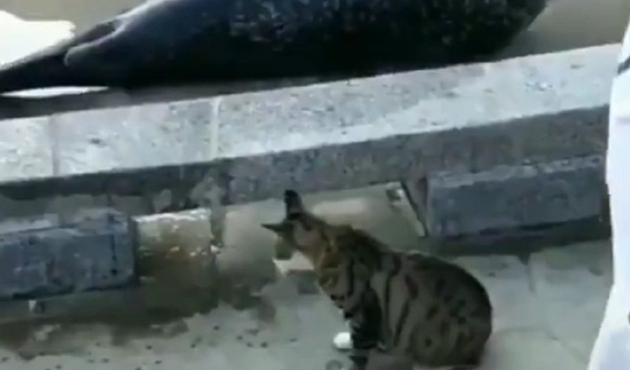 Yol kesen foku tokatlayan kedi!
