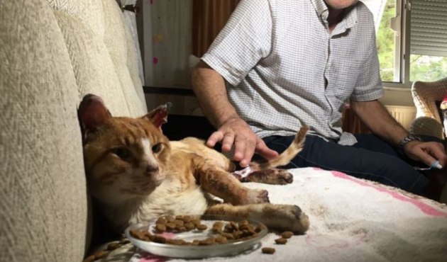 Kediye acımasız işkence! Bunu yapan insan olamaz
