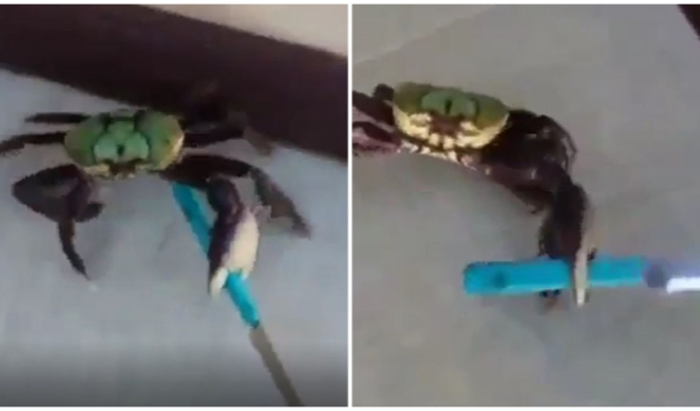 Adana'nın yengeci bile bir başka oluyor!