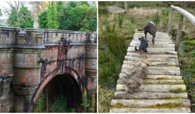 Yüzlerce köpeğin atladığı gizemli 'İntihar Köprüsü'