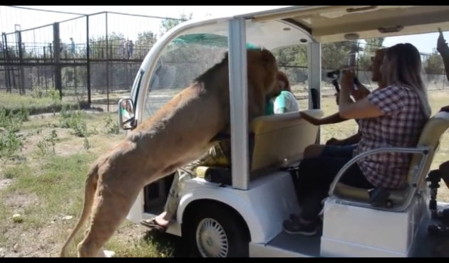 Safari turunda turist aracına aslan daldı!