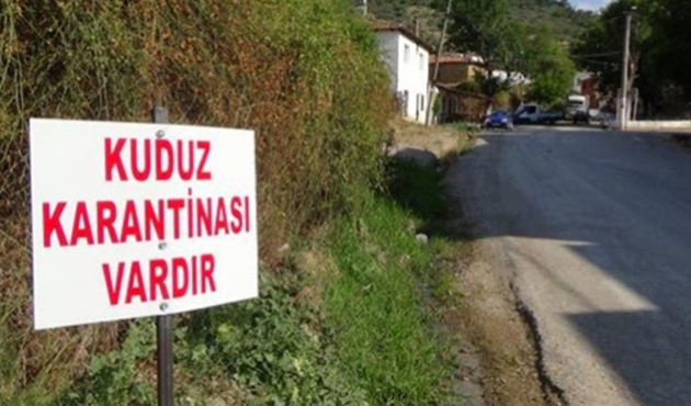Antalya'da kuduz alarmı! O bölge karantinaya alındı