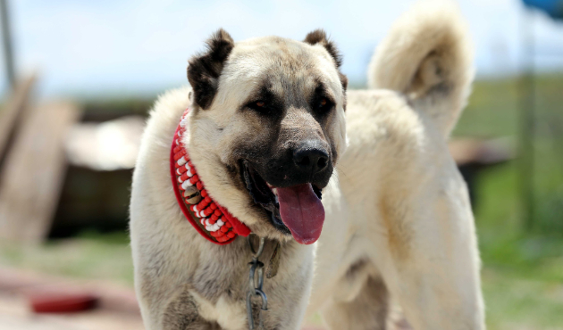 Köpek havlaması mahalleliyle inşaat işçilerini birbirine düşürdü!