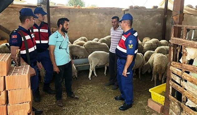 Koyunlarım çalındı dedi, hırsızla ortak çıktı