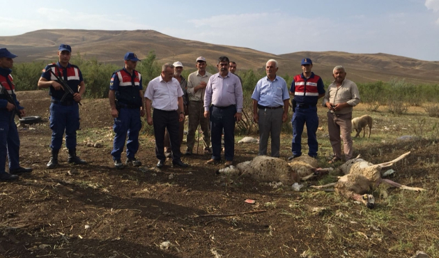Kurt sürüsü otlayan hayvanlara saldırdı...