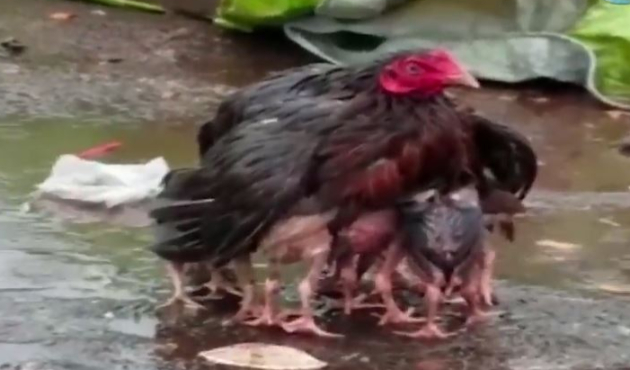Anne tavuk yavrularını yağmurdan böyle korudu!