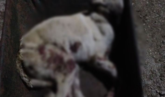 4 aylık köpeği pompalı tüfekle vurarak öldürdü!