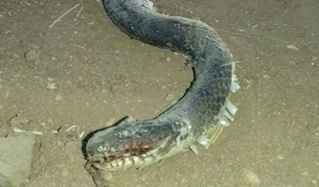 Köy halkı diken üstünde! En küçüğü 3 metre