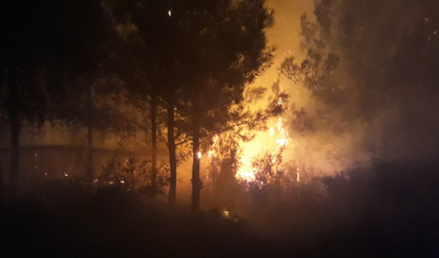Adana'da orman yangını...