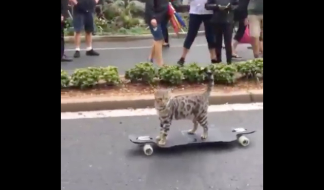 Sosyal medyanın yeni fenomeni: Kaykaycı kedi!