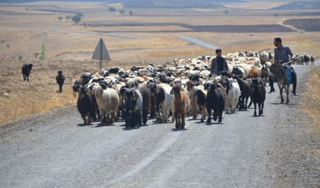 Et sorununa 'küçükbaş hayvan' çözümü!