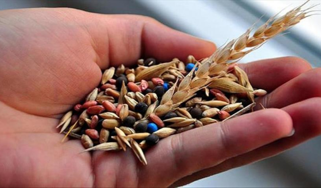 Yerli tohumlara 7 yeni çeşit eklendi!