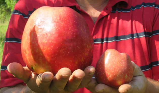 1 kilo 105 gramlık elma...