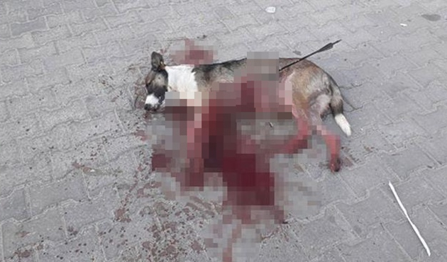Kırklareli'de sokak köpeğini okla vurdular!