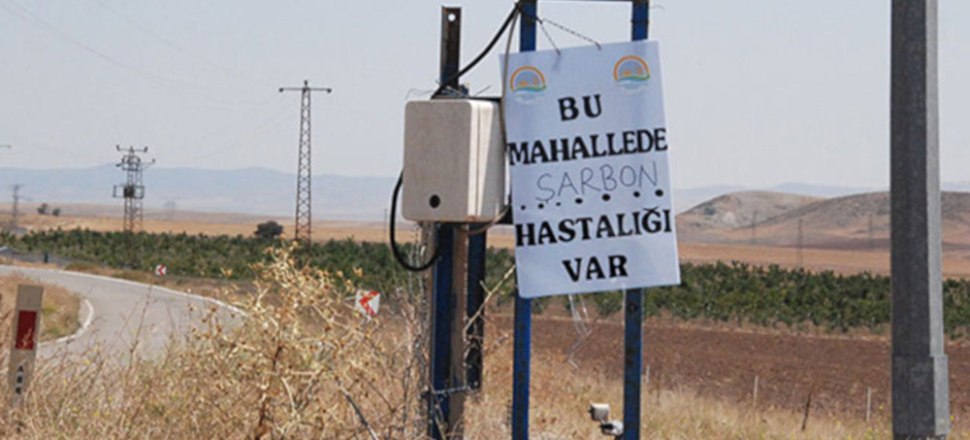 "Yurt dışından gelen hayvanlarda şarbon çıkmadı"