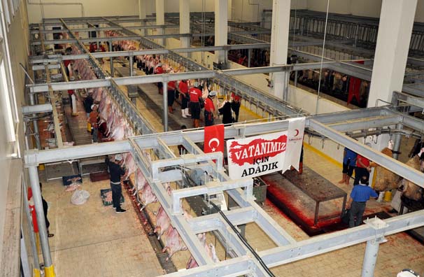 'Vatan için adağım var' dedi, bin koyun kestirdi!