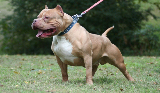 Avukatı pitbull köpeği ile kaçırdılar!