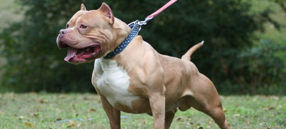 Avukatı pitbull köpeği ile kaçırdılar!