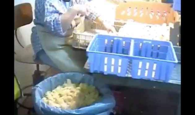 Yumurta sektöründe erkek civcivler işe yaramadığı için öldürülüyor!